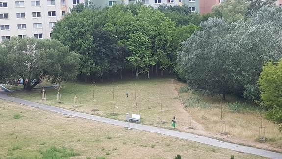 V Lamači vyschlo 10 nedávno vysadených stromčekov - kto je za to zodpovedný?