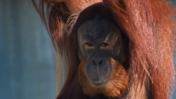 V ZOO už neuvidíte mladého orangutana Vilmosa. Kam sa podel?