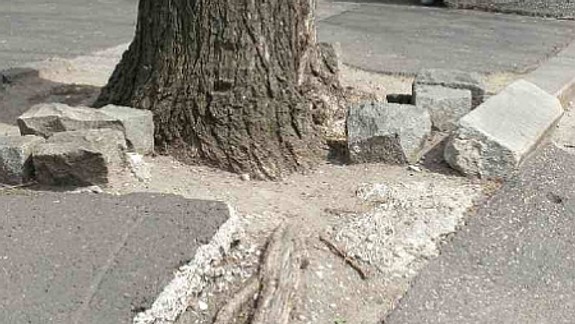 Stromy zničili chodník, rúbať sa však nebudú