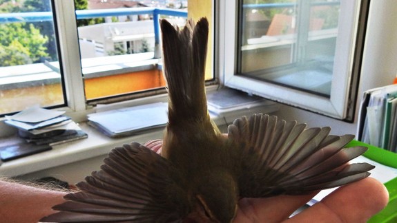 Každý dobrý skutok sa ráta: Na letisku zachránili kolibiarika