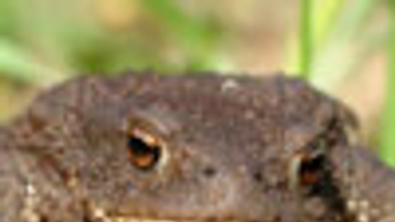 Ochranári pomôžu ropuchám na Železnej studienke