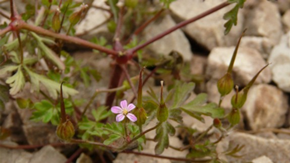 Na železnici rastú unikátne rastliny