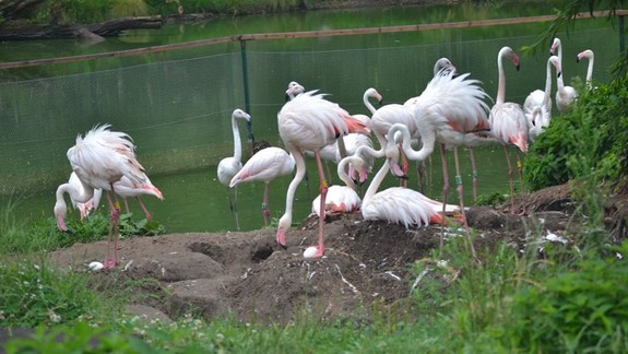 Nemáte ešte program na dnešné popoludnie? V ZOO pripravili komentované kŕmenie vtákov