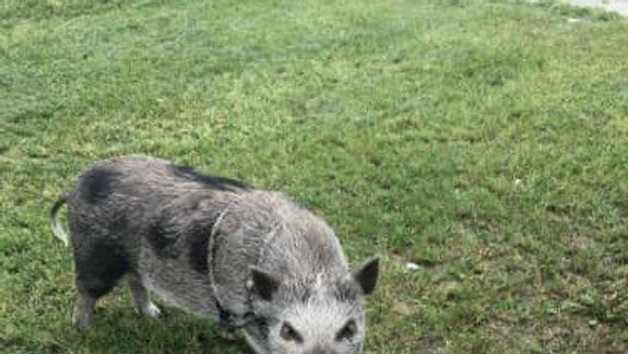V Dúbravke sa stratilo domáce prasiatko Mary - nevideli ste ho niekde náhodou?