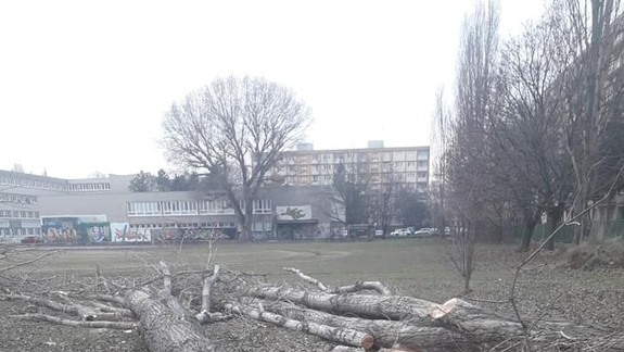 Ďalšie vyrúbané stromy: Prečo zmizli z areálu ružinovského gymnázia?