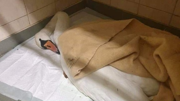 Veľmi smutné: Mama labuť zo Štrkoveckého jazera bojuje o život