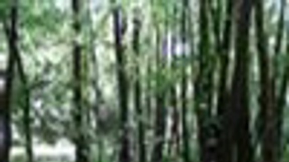 Lesopark by mal byť na oddych, nielen na ťažbu