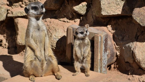 ZOO po mesačnej karanténe otvorila svoje brány, konajú sa aj komentované kŕmenia