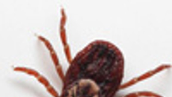 V Sade Janka Kráľa dnes lovili kliešte