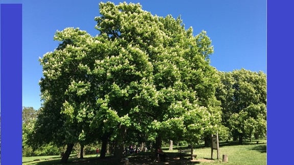 Petržalka začne na jar s ošetrením pagaštanov konských proti škodcom