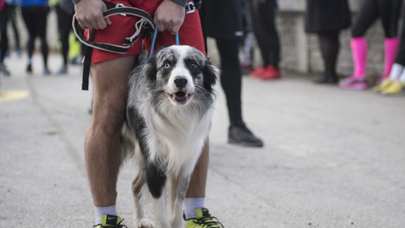 Viete, že pas na cestovanie potrebuje aj zviera? Vydáva ho veterinár!