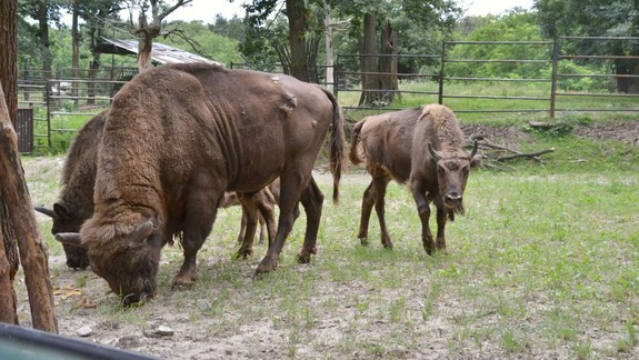 Dobrá správa zo ZOO: Samica zubra Prémia prispela k obnove populácie zubrov v Bulharsku