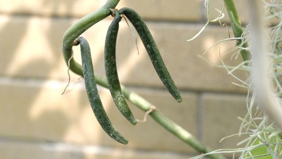 Používate typické vianočné korenie? Dokáže pomôcť pri rôznych zdravotných problémoch