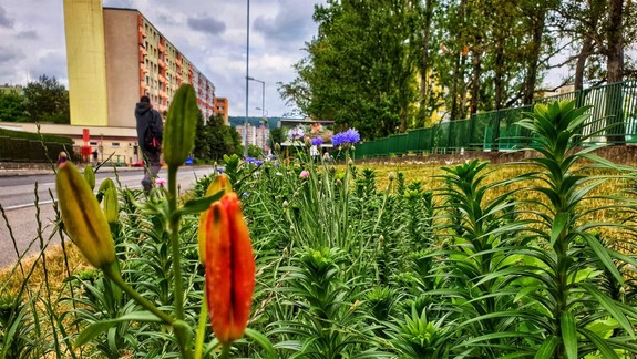 Dúbravka pripravila obyvateľom letné kvetinové prekvapenie
