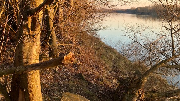 Bratislava bojuje pri inváznych rastlinách najmä s pajaseňom a javorovcom