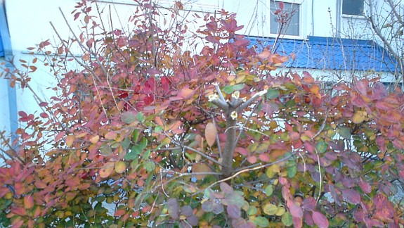 Zeleň ošetrili, firma zasadila aj krík navyše