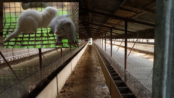 Ochranári žiadajú pre mutáciu koronavírusu zatvoriť kožušinovú farmu pri Martine