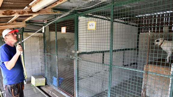 10 dôležitých rád, ako uchrániť zvieratá pred utrpením v letných horúčavách