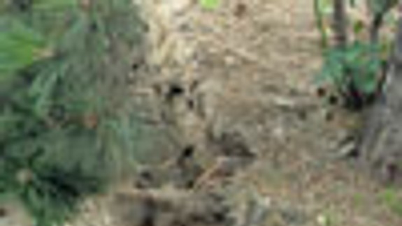 Počas výkopových prác poškodili zeleň