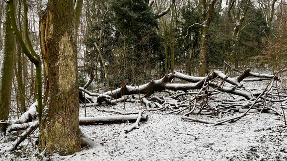 Divočina v Horskom parku mnohým prekáža, aktivisti žiadajú zmeniť starostlivosť o vzácne územie