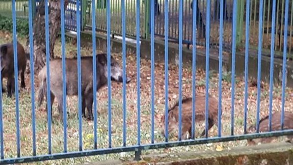 Do areálu školy v Karlovej Vsi vnikli divé svine – muselo sa strieľať...