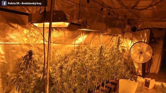 FOTO a VIDEO: 76-ročný Záhorák so 42-ročným komplicom pestovali marihuanu až pokým ich nenavštívili policajti...