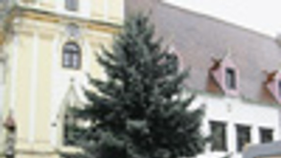 Ochranári obvinili mesto, že výrubom porušilo zákon