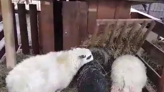 VIDEO: Ovce na nádvorí radnice. Trápia sa alebo si to užívajú?