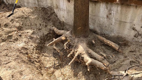 Chren: Stromy boli zavraždené, podávame trestné oznámenie