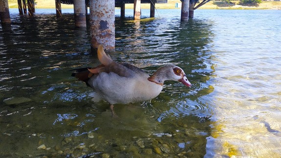 FOTO: Na Kuchajde sa opäť objavil agresívny zvierací predátor - zásah proti nemu bude nevyhnutný!