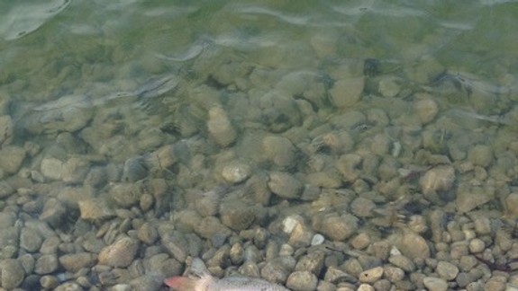 Uhynuté ryby ležia na brehu Štrkoveckého jazera – kto by ich mal odstrániť? 