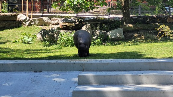 Tip na víkend: Jesenný festival v zoo prináša vyrezávanie tekvíc i lampióny