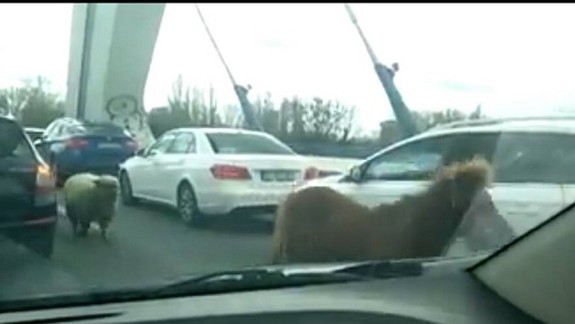 Východniari chceli blokovať dopravu v Bratislave, ale napokon to urobili poník s ovečkou!