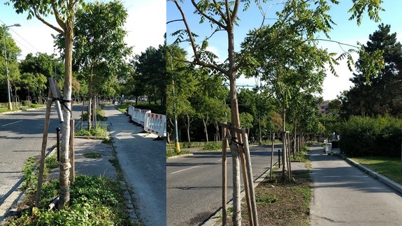 FOTO: Prečo sa o nové stromy pred Úradom vlády už nikto nestará?
