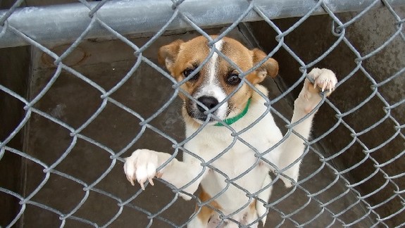 Útulok Slobody zvierat bude tento týždeň pre verejnosť zatvorený