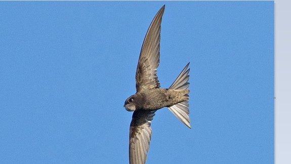 Tak to je naozaj úctyhodné. Viete, koľko komárov denne zlikviduje nenápadný vtáčik - dážďovník?