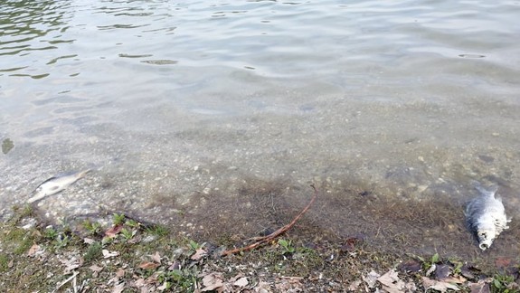 VIDEO: Vieme, čo je za úhynom rýb na Kuchajde a iných jazerách