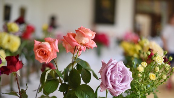 V Ružinove sa bude konať zaujímavá výstava ruží