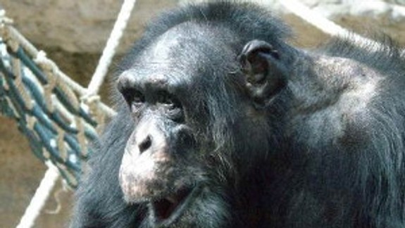 V ZOO skonal na infarkt jeden z najstarších šimpanzov