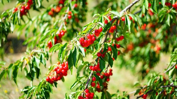 Vedeli ste? Višne predstavujú zdroj minerálov aj vitamínov, obsahujú aj vlákninu