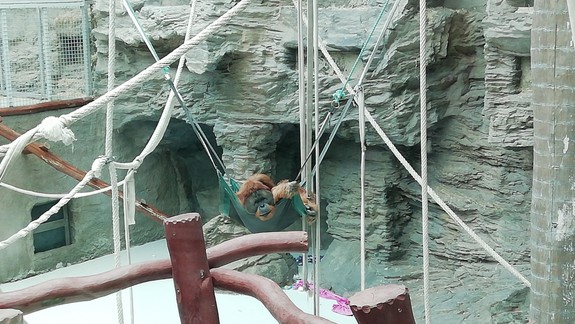 Pre koronavírus zatvorili pavilón primátov v bratislavskej ZOO