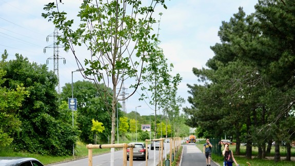 Výsadba stromov naprieč celou Bratislavou je v plnom prúde. Sadí sa za každého počasia