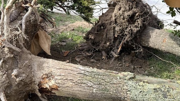 Výrub na Kollárovom námestí: Staré Mesto podalo trestné oznámenie, spoločnosť Parking House porušenie zákona odmieta