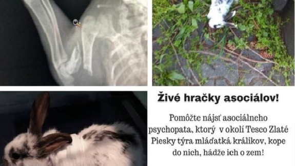 Hrozné! Objavili sa informácie o týraní králikov na Zlatých pieskoch, pomôžte nájsť páchateľov