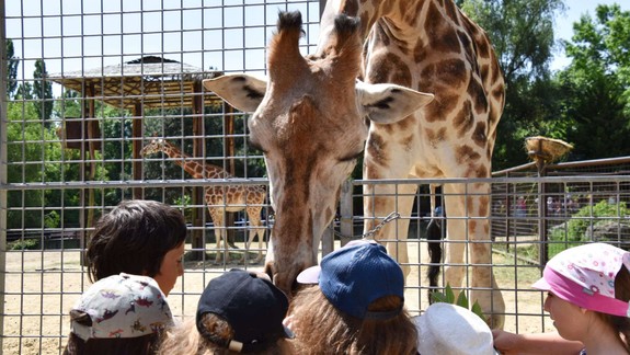 Zoo oslávi týždeň venovaný práci chovateľov, vyskúšať si ju môžete aj vy