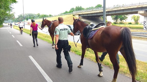 Policajti z poriečnej polície zachraňovali splašeného koňa na ceste v Petržalke!