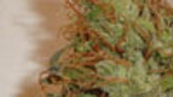 U finančného podvodníka našli aj drogy