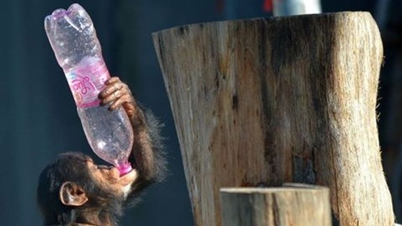 Máte doma zbytočné plastové fľaše? V ZOO sa im potešia