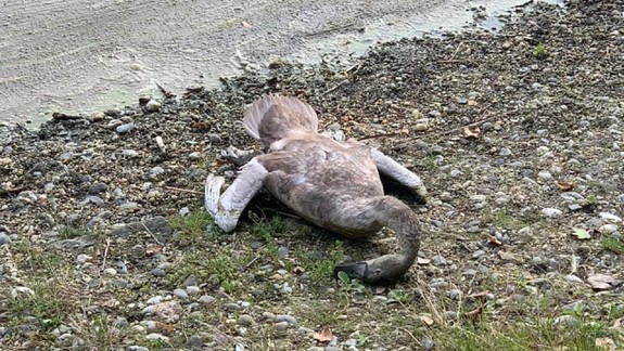 Smutná správa: Labute na Štrkovci opäť hynú, zomrela mama i mláďa