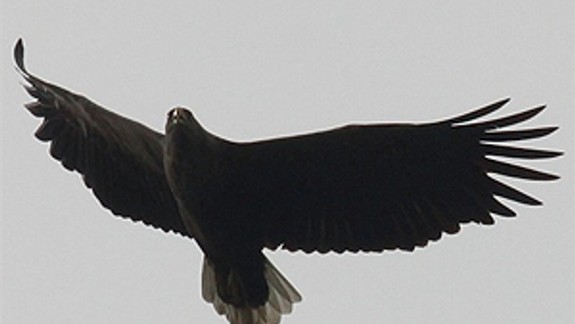 Bratislavčania môžu túto sobotu pozorovať orliakov morských